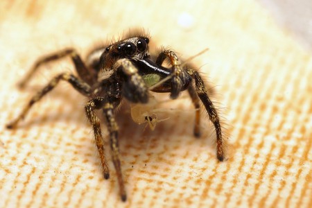Salticus scenicus